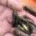 【推荐】黄辣丁鱼苗精品鱼苗，基地直供可送货上门可基地自提
