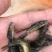 【推荐】黄辣丁鱼苗精品鱼苗，基地直供可送货上门可基地自提