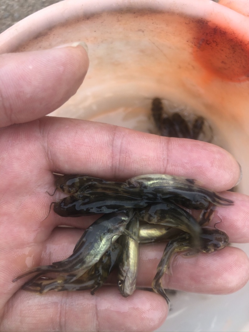 【推荐】黄辣丁鱼苗精品鱼苗，基地直供可送货上门可基地自提