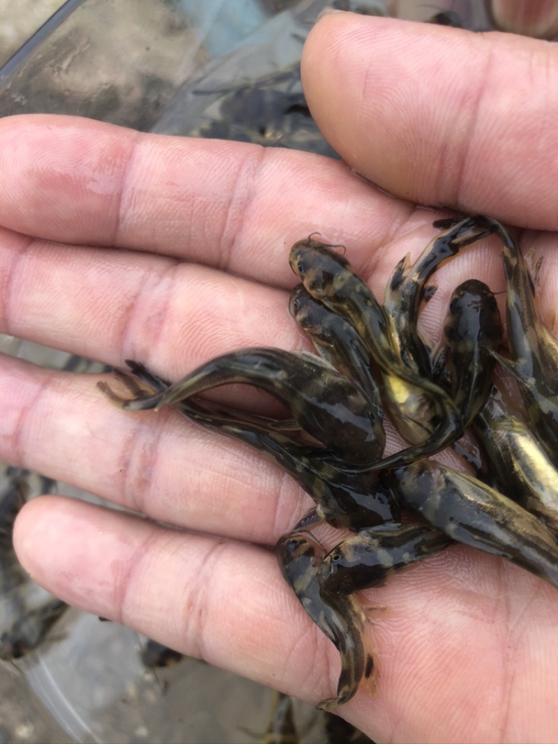 【推荐】黄辣丁鱼苗精品鱼苗，基地直供可送货上门可基地自提