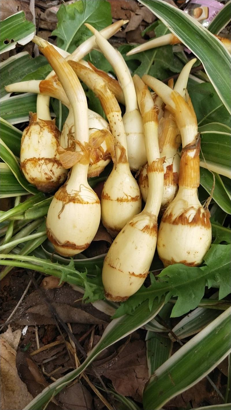 云南小慈姑火锅茨菇个头均匀口感好质量保障量大从优