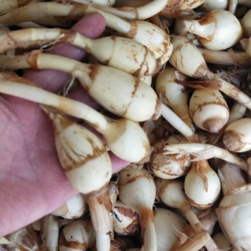 云南小慈姑火锅茨菇个头均匀口感好质量保障量大从优