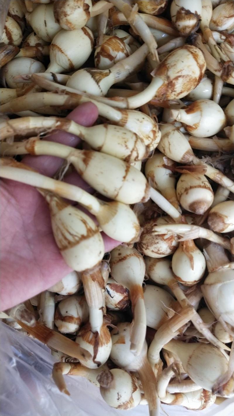 云南小慈姑火锅茨菇个头均匀口感好质量保障量大从优
