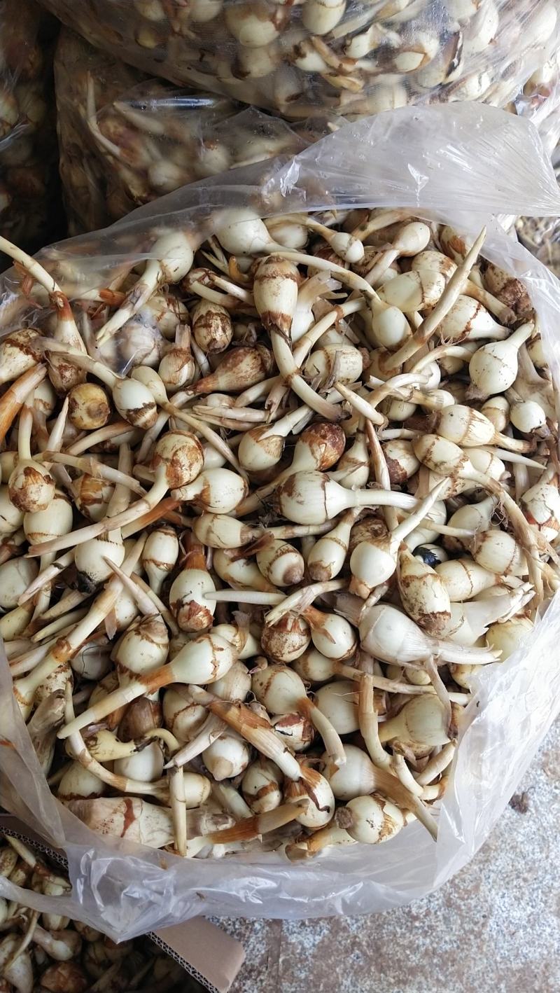 云南小慈姑火锅茨菇个头均匀口感好质量保障量大从优