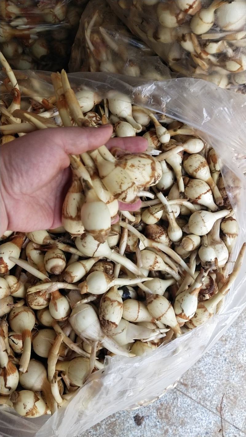 云南小慈姑火锅茨菇个头均匀口感好质量保障量大从优