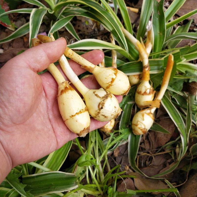 云南小慈姑火锅茨菇个头均匀口感好质量保障量大从优