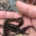 【好货】黄辣丁鱼苗精品鱼苗基地直供可送货上门可基地自提