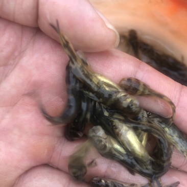 【好货】黄辣丁鱼苗精品鱼苗基地直供可送货上门可基地自提