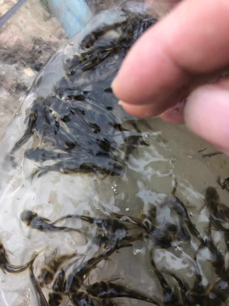 【好货】黄辣丁鱼苗精品鱼苗基地直供可送货上门可基地自提