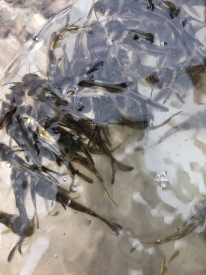 【好货】黄辣丁鱼苗精品鱼苗基地直供可送货上门可基地自提
