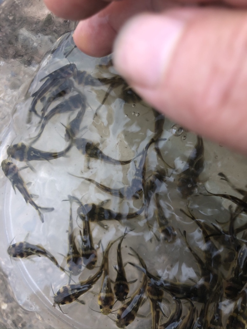 【好货】黄辣丁鱼苗精品鱼苗基地直供可送货上门可基地自提
