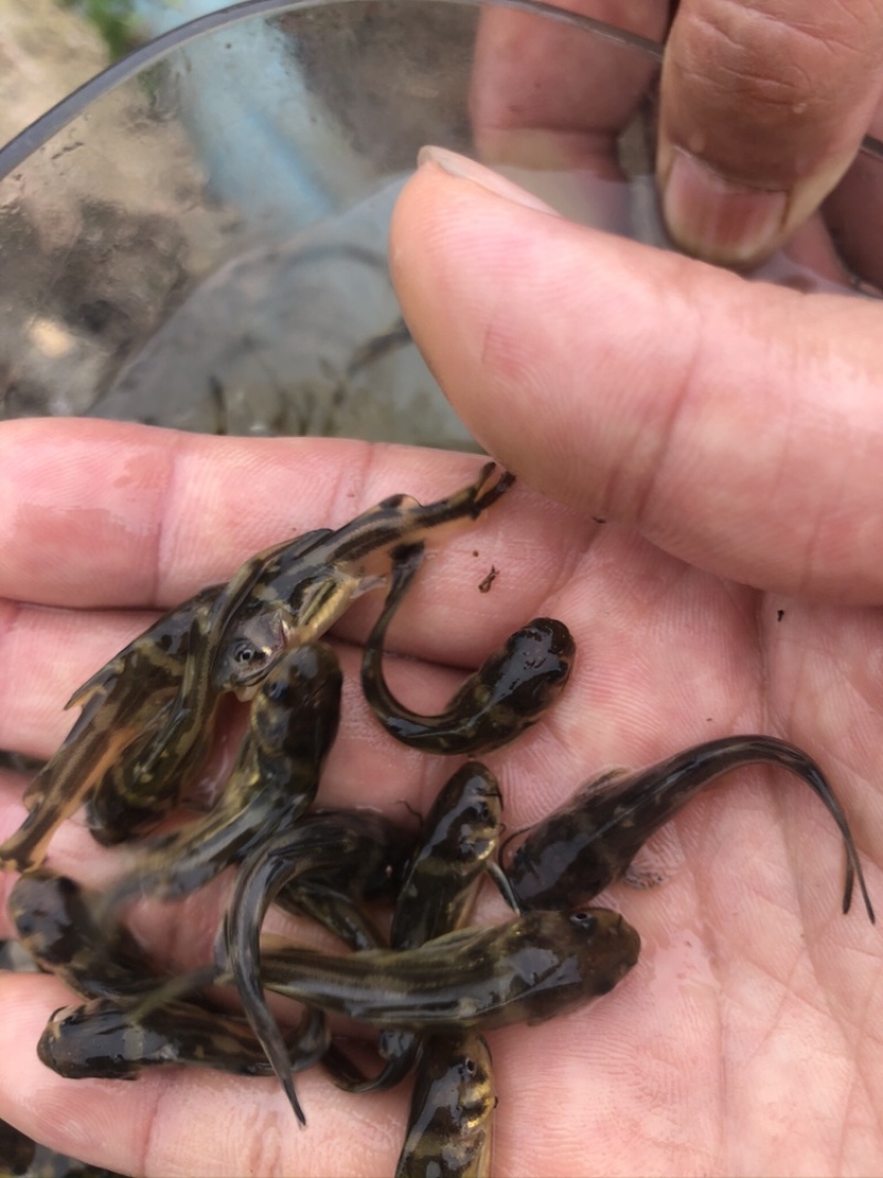【优选】黄骨鱼苗精品鱼苗基地直供可送货上门可基地自提