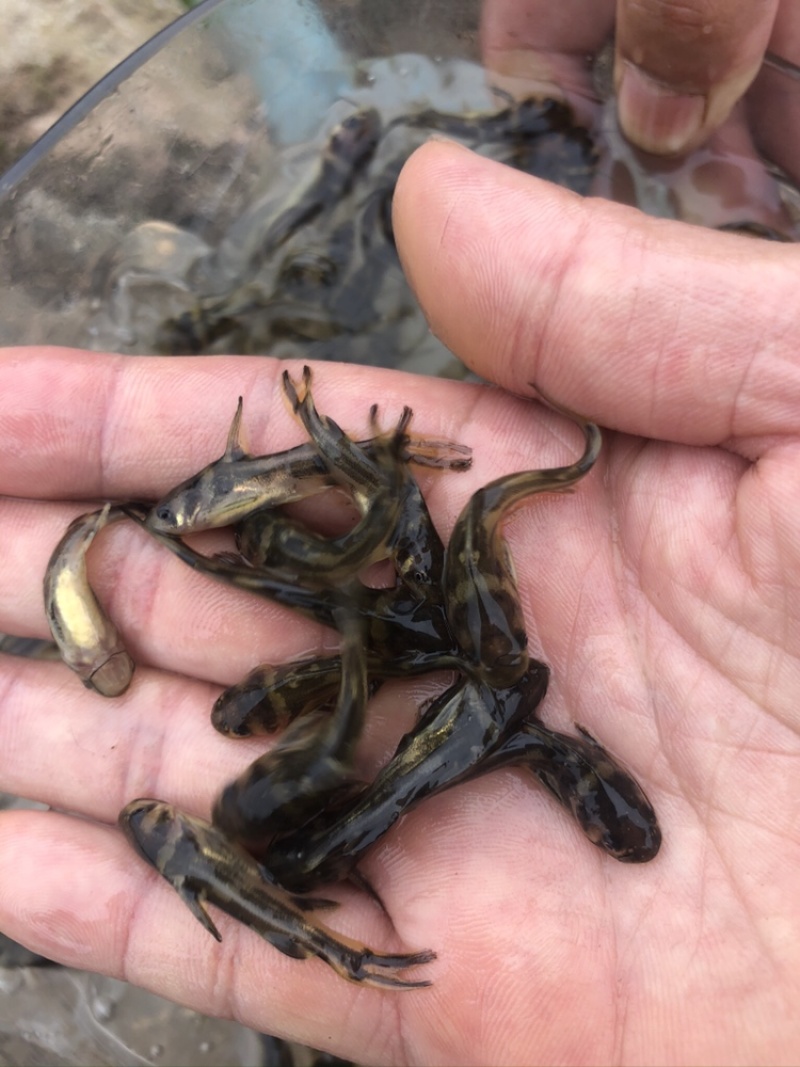 【优选】黄骨鱼苗精品鱼苗基地直供可送货上门可基地自提