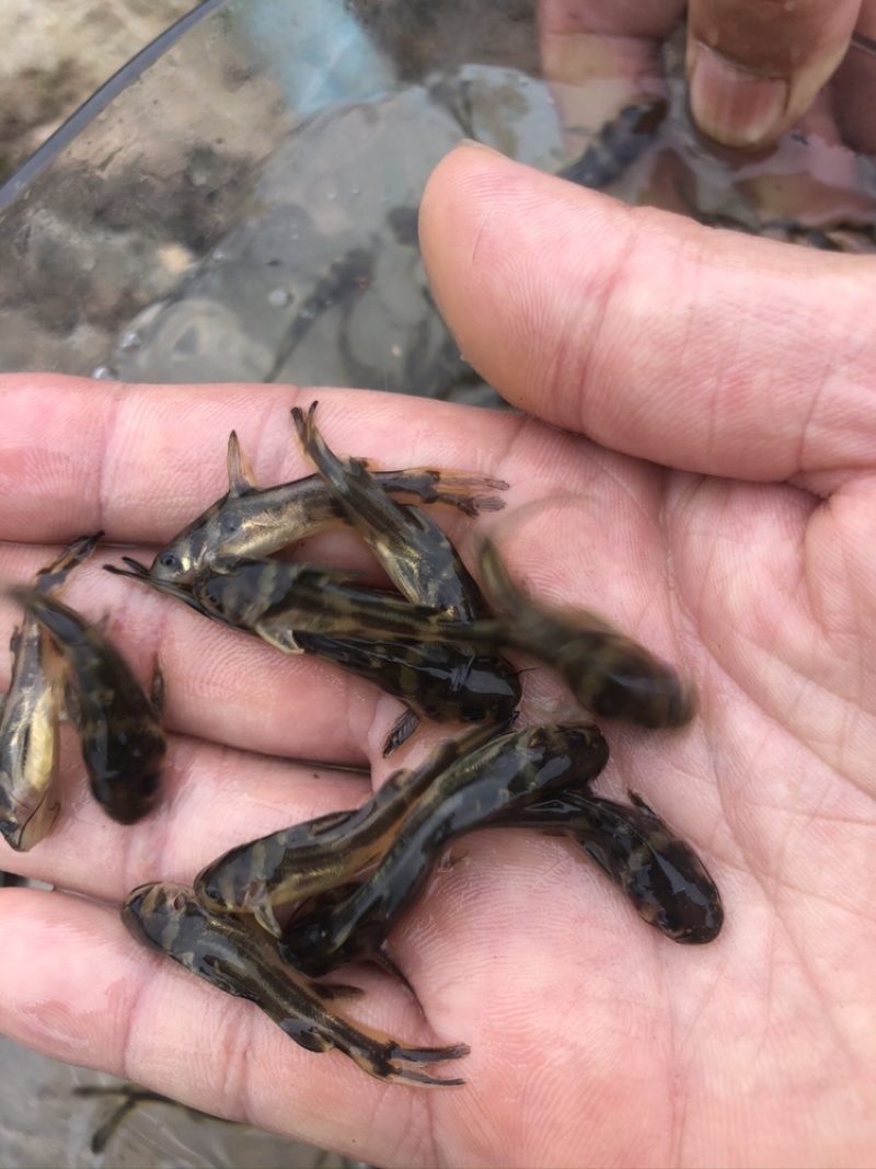 【优选】黄骨鱼苗精品鱼苗基地直供可送货上门可基地自提