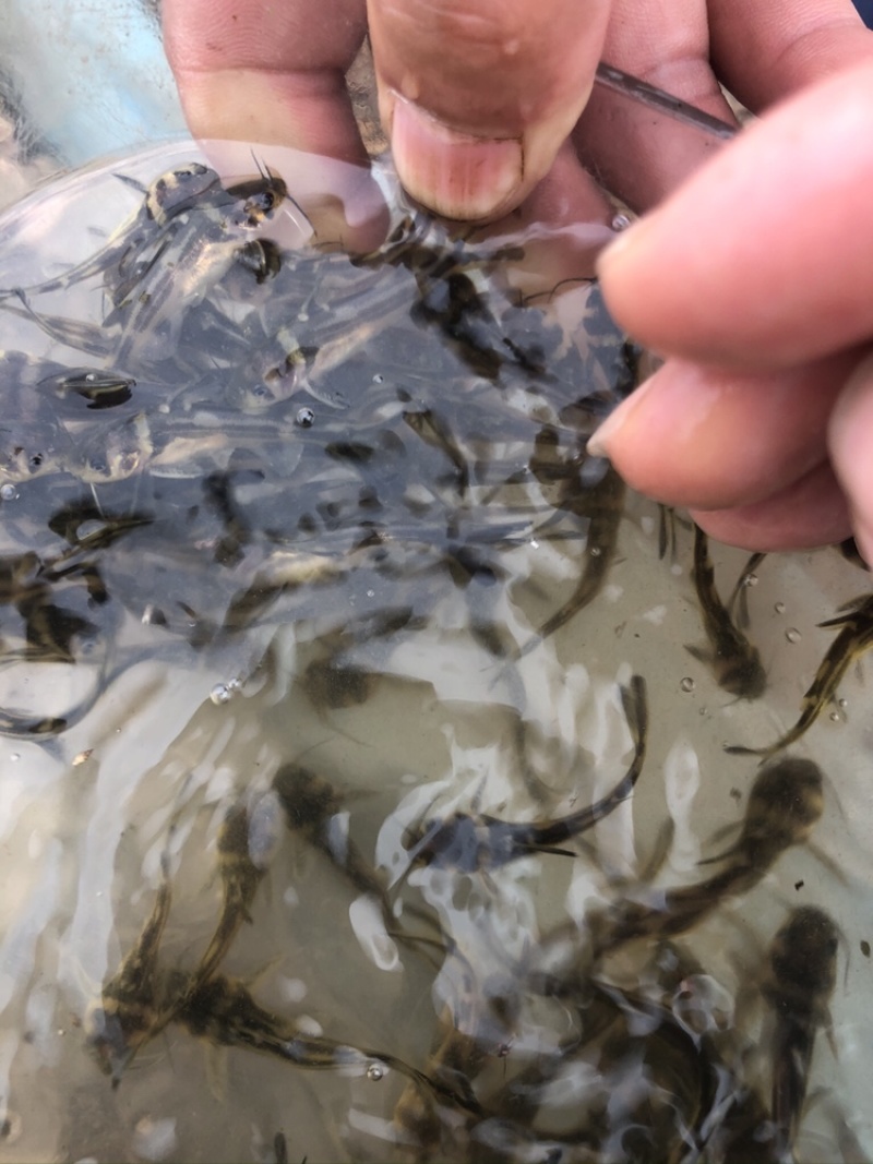 【优选】黄骨鱼苗精品鱼苗基地直供可送货上门可基地自提