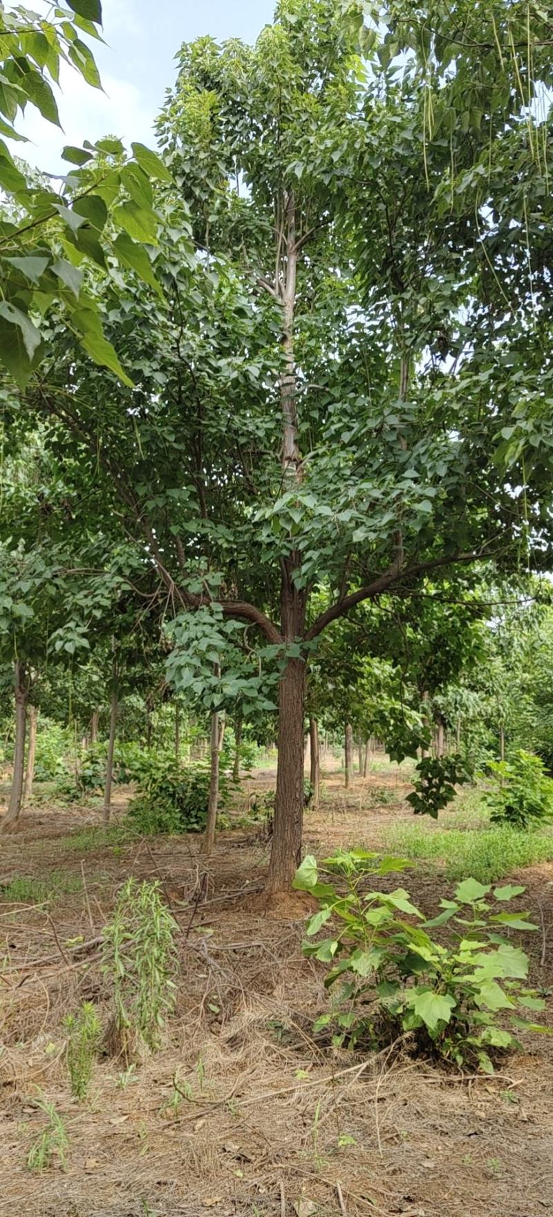 15公分楸树