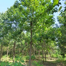 15公分楸树