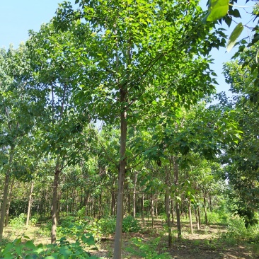 15公分楸树