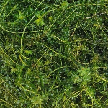轮叶黑藻灯笼水草虾蟹池塘净化水质按包装车量大从优