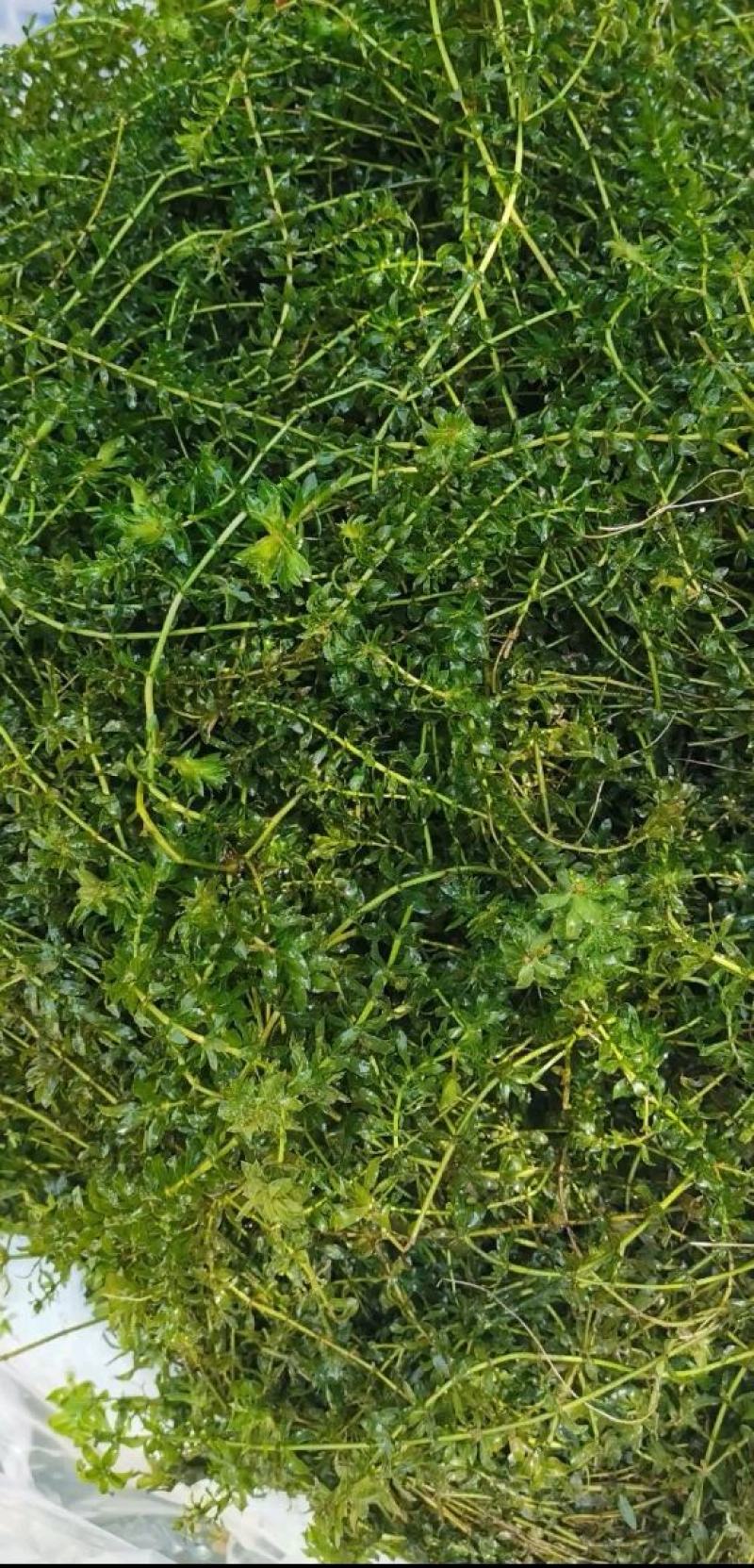 轮叶黑藻灯笼水草虾蟹池塘净化水质按包装车量大从优