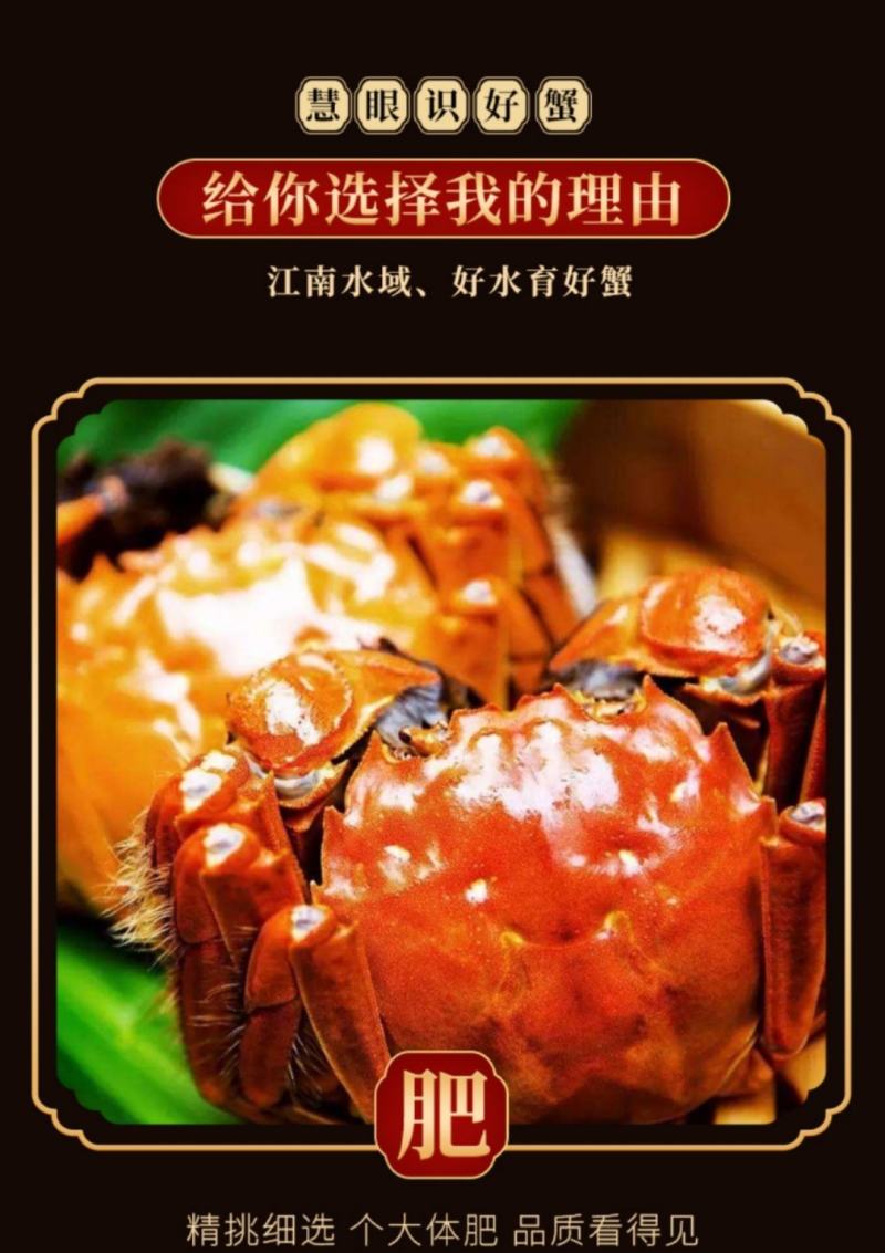 现货苏州阳澄湖镇大闸蟹10只装礼盒装【团购代理顺丰发货】