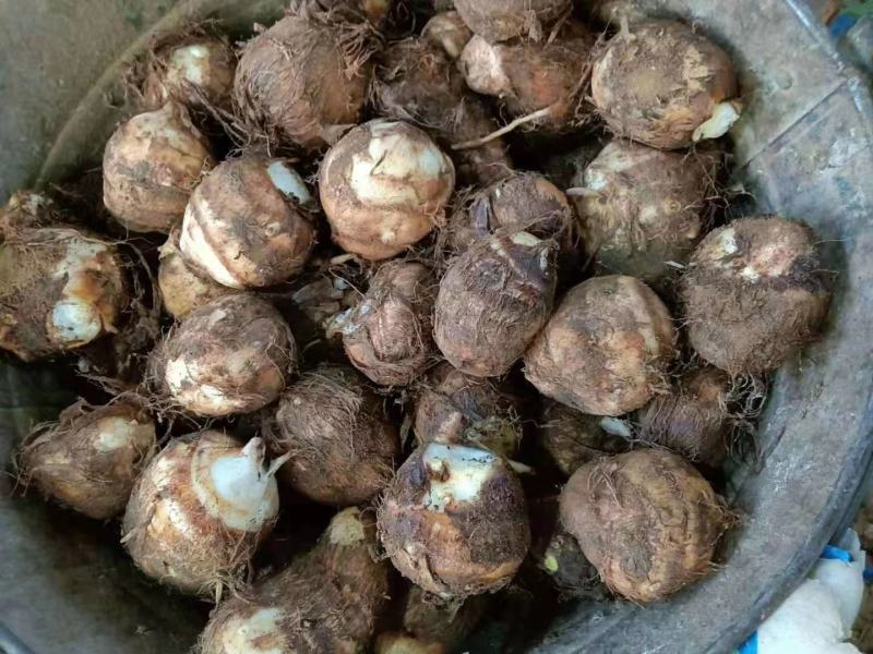 芋头山东8520芋头大量批发电商商超供货大中小球
