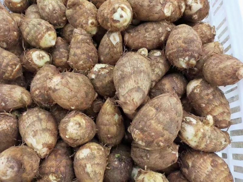 芋头山东8520芋头大量批发电商商超供货大中小球
