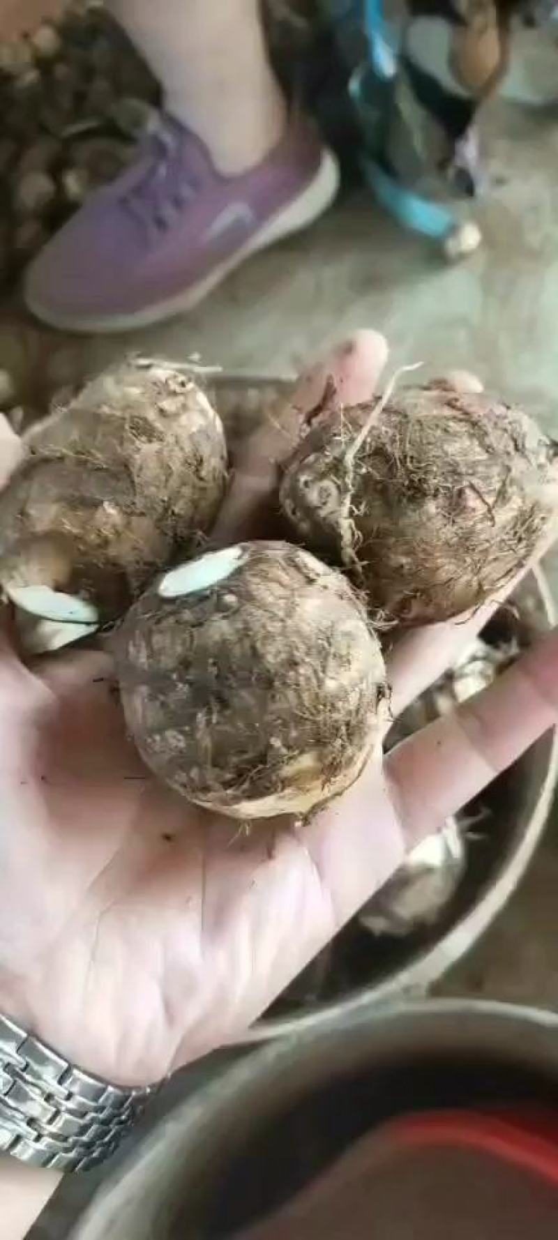 芋头山东8520芋头大量批发电商商超供货大中小球