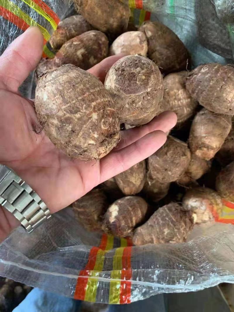 芋头山东8520芋头大量批发电商商超供货大中小球