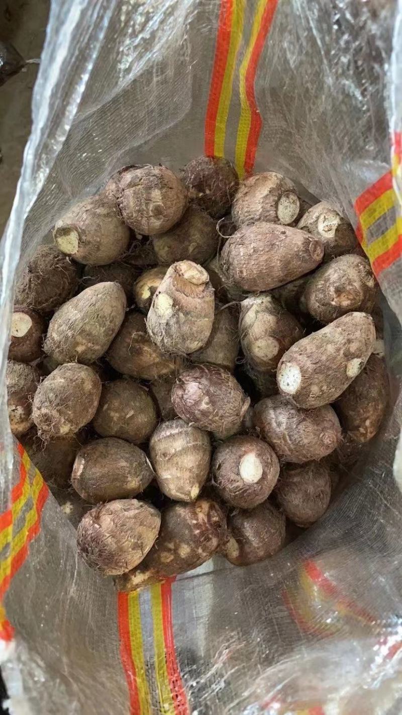 芋头山东8520芋头大量批发电商商超供货大中小球