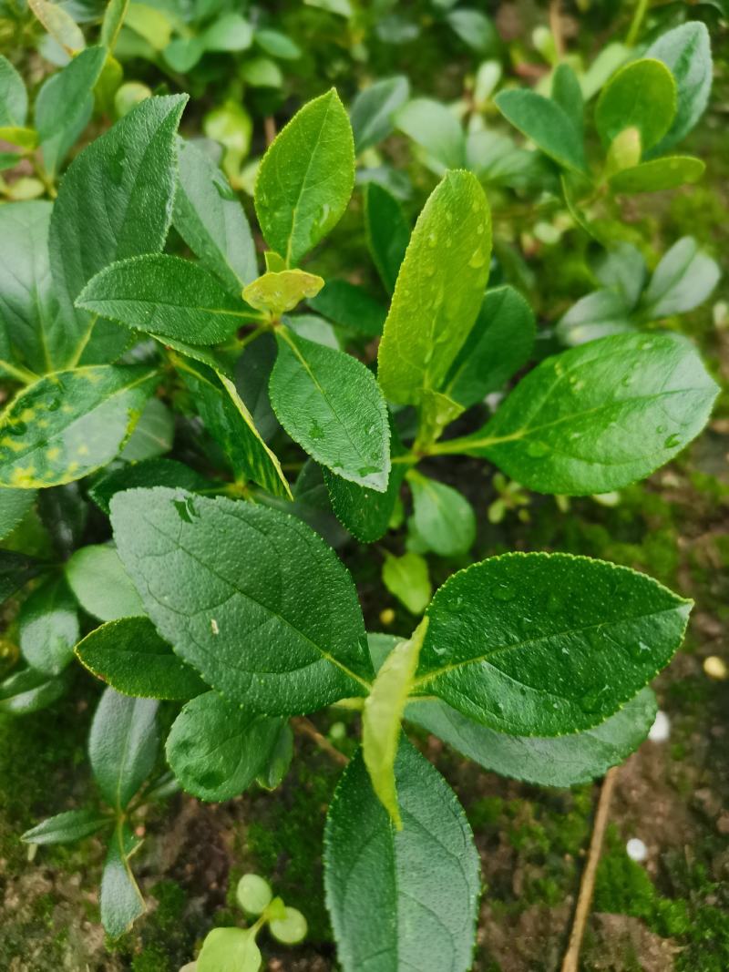 白鲜皮苗
