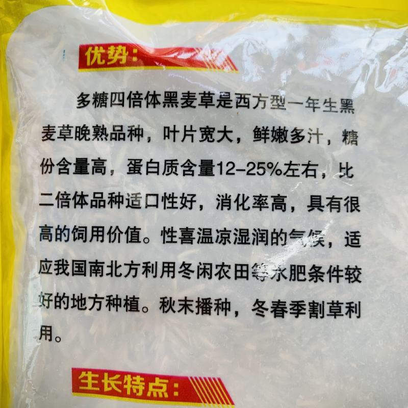 多糖四倍体黑麦草种子叶片宽大糖份高适口性好耐寒秋播草籽