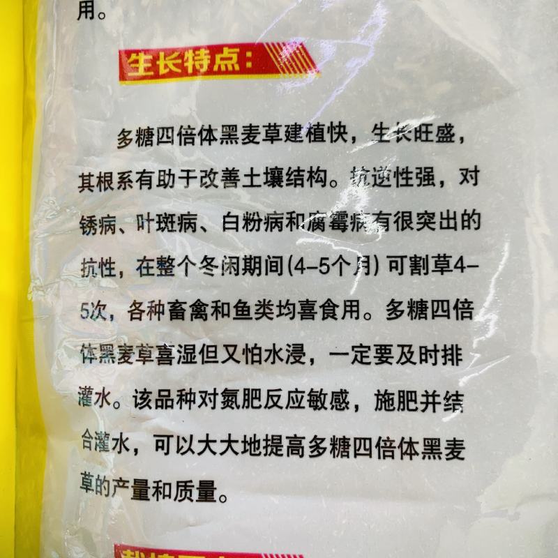 多糖四倍体黑麦草种子叶片宽大糖份高适口性好耐寒秋播草籽