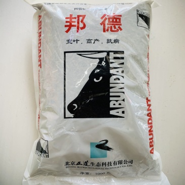 邦德四倍体一年生黑麦草种子抗倒伏宽叶，猪牛羊鹅鱼兔草籽