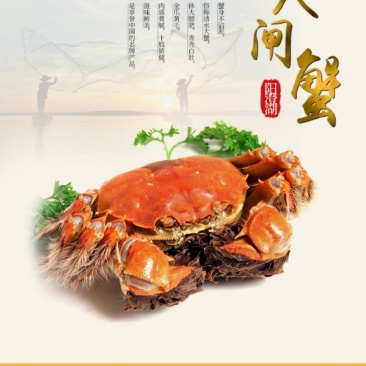 江苏阳澄湖大闸蟹大闸蟹礼盒8只装【顺丰包邮】