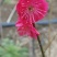 乌羽玉红须朱砂金钱绿鄂梅花欢迎新老朋友选购