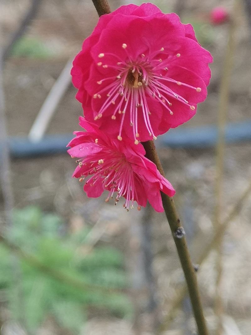 乌羽玉红须朱砂金钱绿鄂梅花欢迎新老朋友选购
