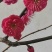 乌羽玉红须朱砂金钱绿鄂梅花欢迎新老朋友选购