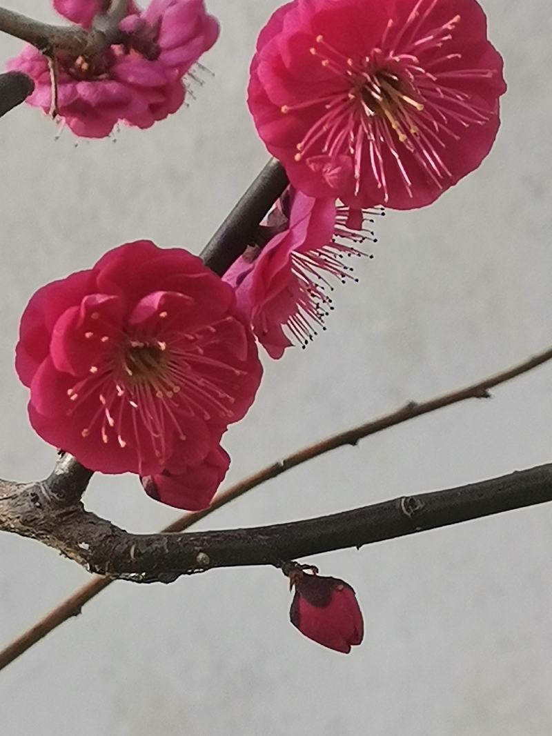 乌羽玉红须朱砂金钱绿鄂梅花欢迎新老朋友选购