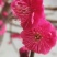 乌羽玉红须朱砂金钱绿鄂梅花欢迎新老朋友选购