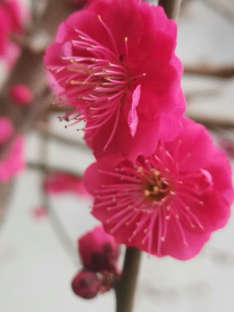 乌羽玉红须朱砂金钱绿鄂梅花欢迎新老朋友选购