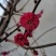 乌羽玉红须朱砂金钱绿鄂梅花欢迎新老朋友选购
