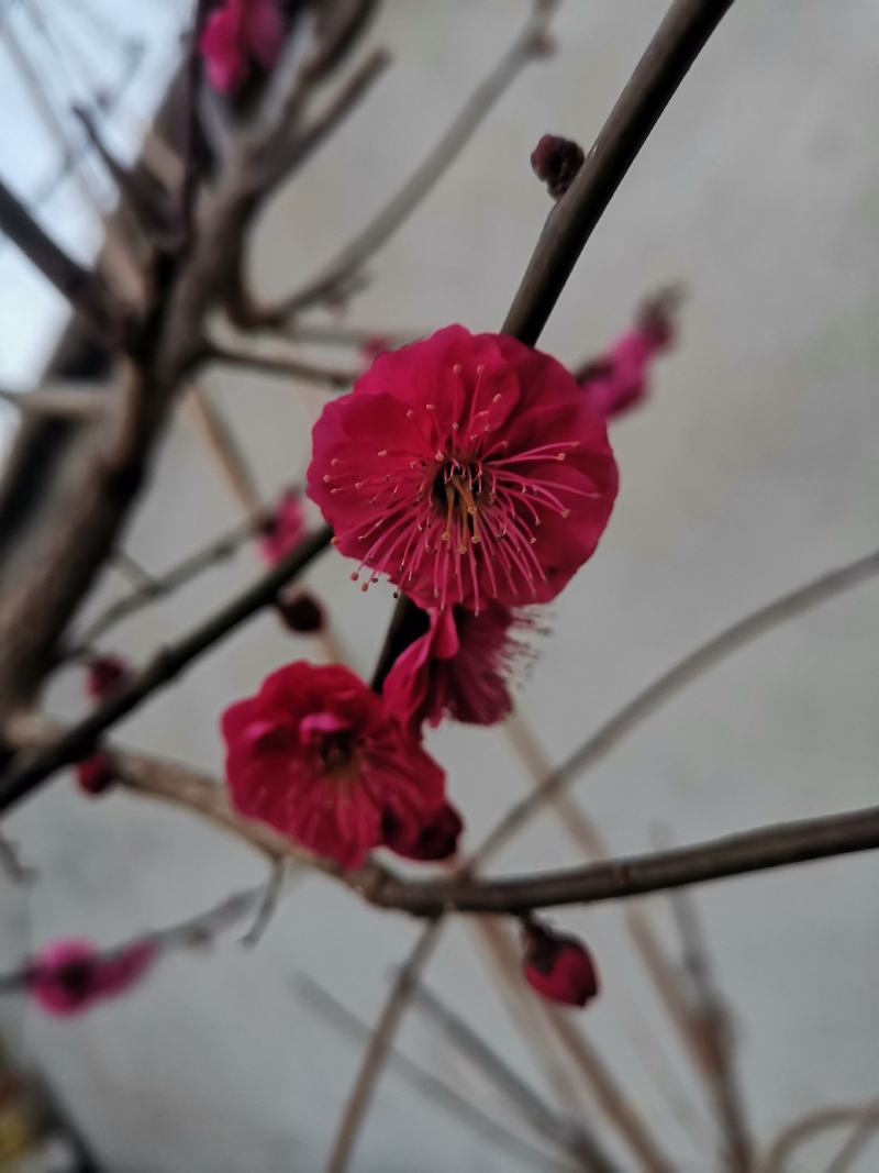 乌羽玉红须朱砂金钱绿鄂梅花欢迎新老朋友选购