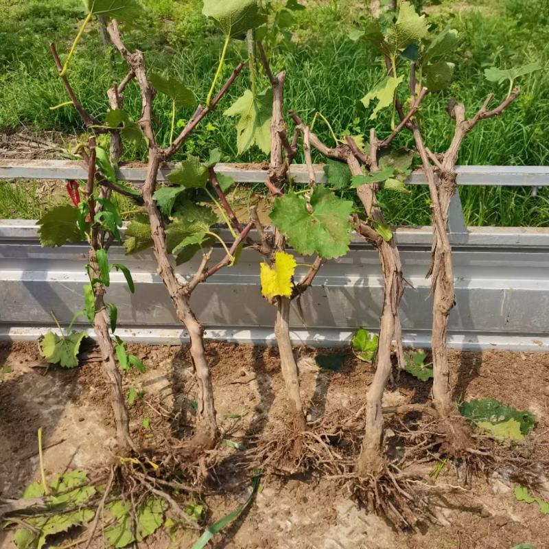 占地淘宝种植葡萄树
