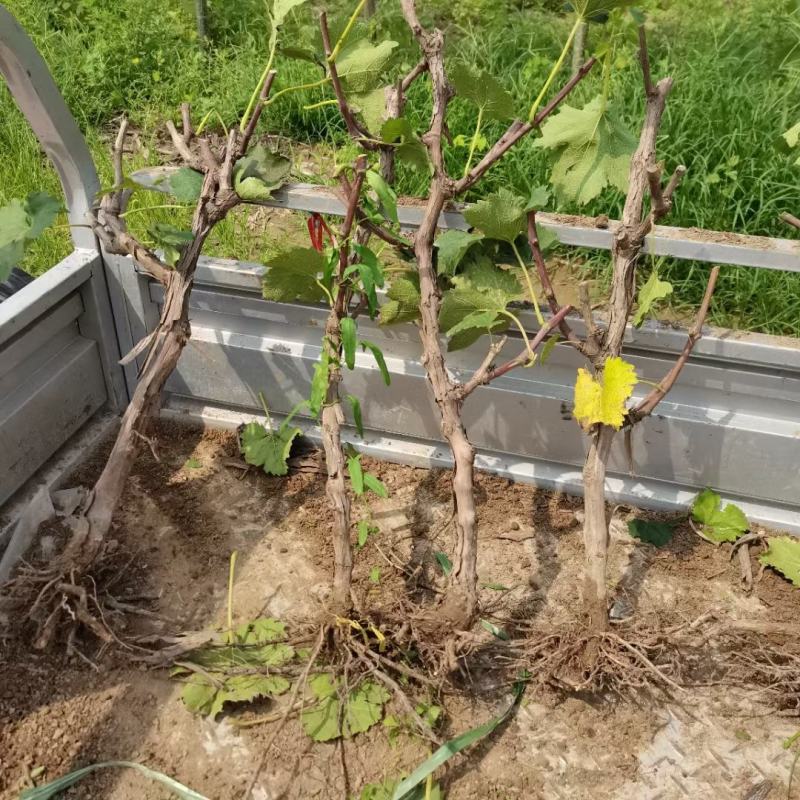 占地淘宝种植葡萄树