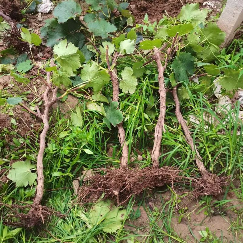 占地淘宝种植葡萄树
