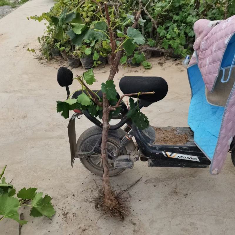 占地淘宝种植葡萄树