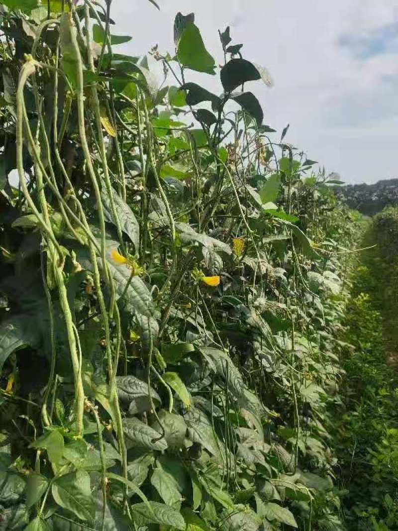 【有好货】优质干豆角安徽农副干货厂家直销千吨货源货量充足