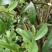 纯野生白花牛奶根干货