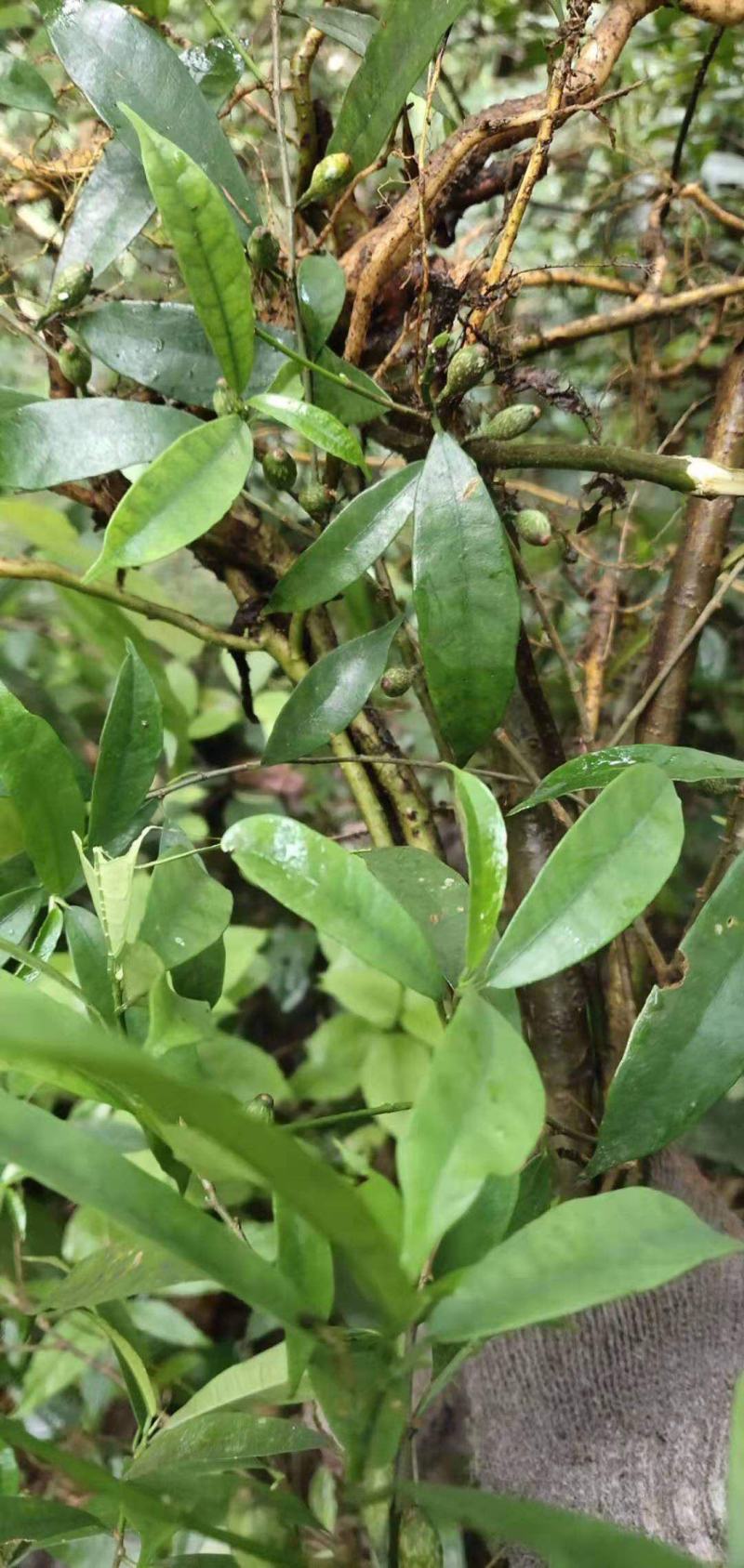 纯野生白花牛奶根干货